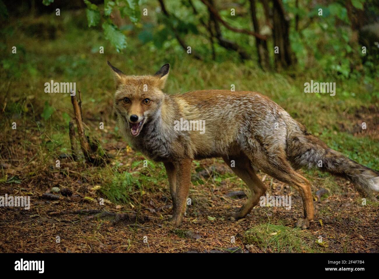 Fuchs (Vulpes vulpes) im Tierpark MónNatura Pirineus (Pallars Sobirà, Katalonien, Spanien, Pyrenäen) ESP: Zorro en un parque de animales en Pirineos Stockfoto