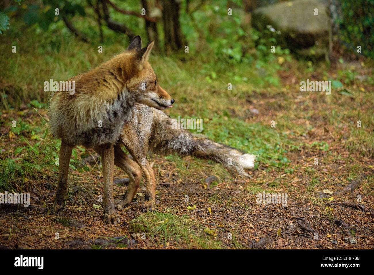 Fuchs (Vulpes vulpes) im Tierpark MónNatura Pirineus (Pallars Sobirà, Katalonien, Spanien, Pyrenäen) ESP: Zorro en un parque de animales en Pirineos Stockfoto