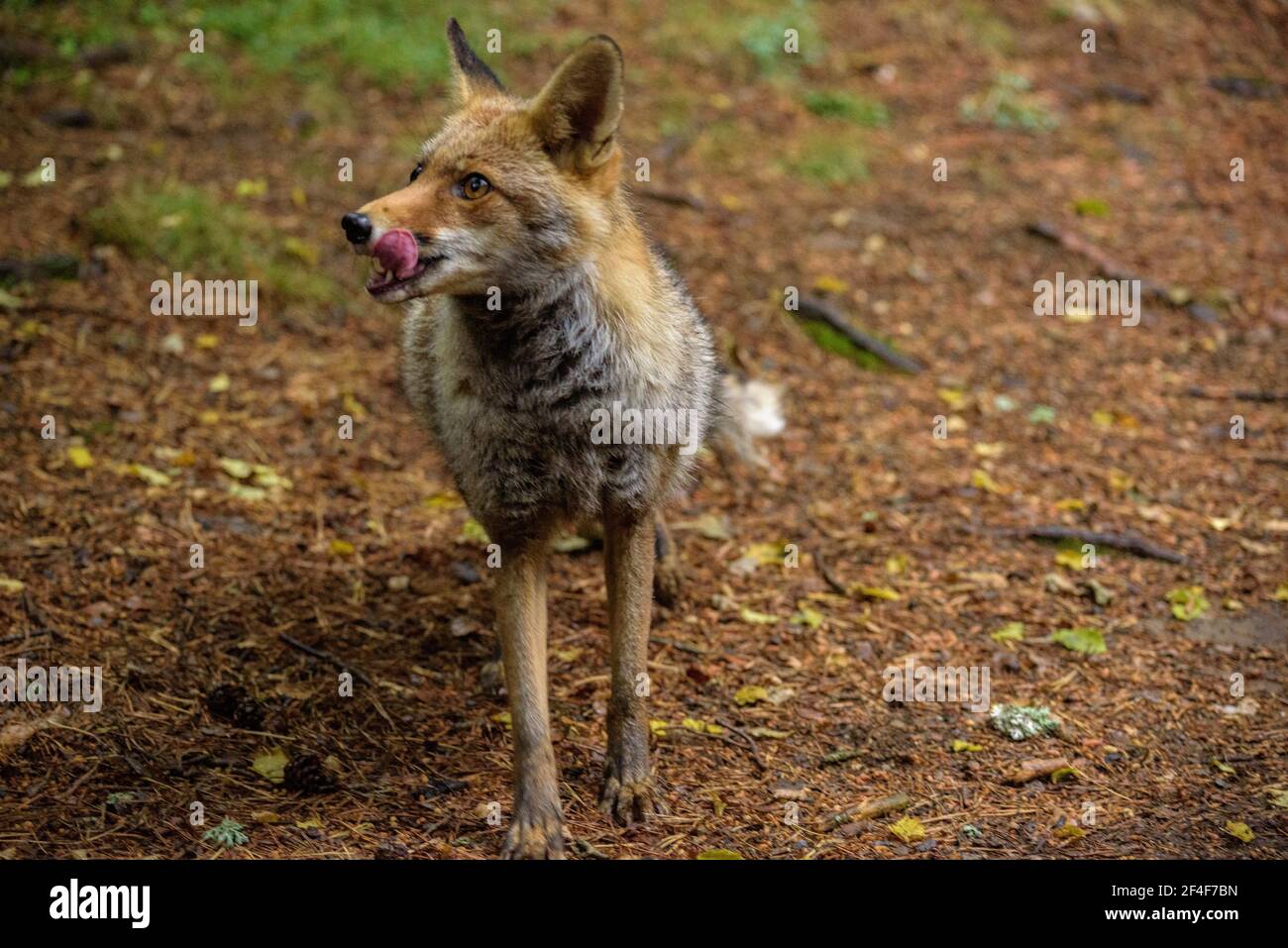 Fuchs (Vulpes vulpes) im Tierpark MónNatura Pirineus (Pallars Sobirà, Katalonien, Spanien, Pyrenäen) ESP: Zorro en un parque de animales en Pirineos Stockfoto