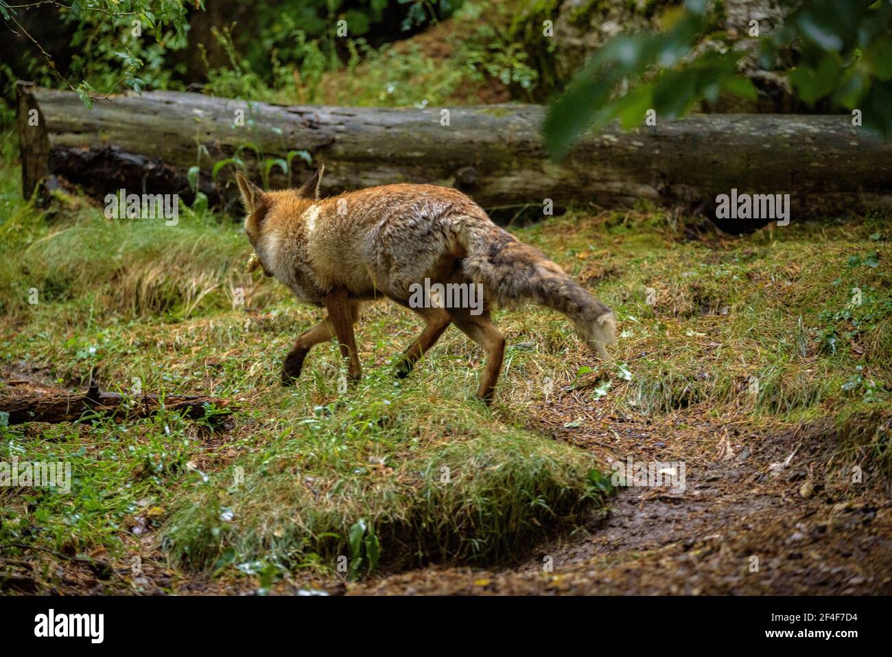 Fuchs (Vulpes vulpes) im Tierpark MónNatura Pirineus (Pallars Sobirà, Katalonien, Spanien, Pyrenäen) ESP: Zorro en un parque de animales en Pirineos Stockfoto