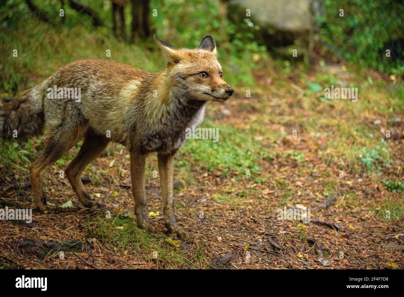 Fuchs (Vulpes vulpes) im Tierpark MónNatura Pirineus (Pallars Sobirà, Katalonien, Spanien, Pyrenäen) ESP: Zorro en un parque de animales en Pirineos Stockfoto