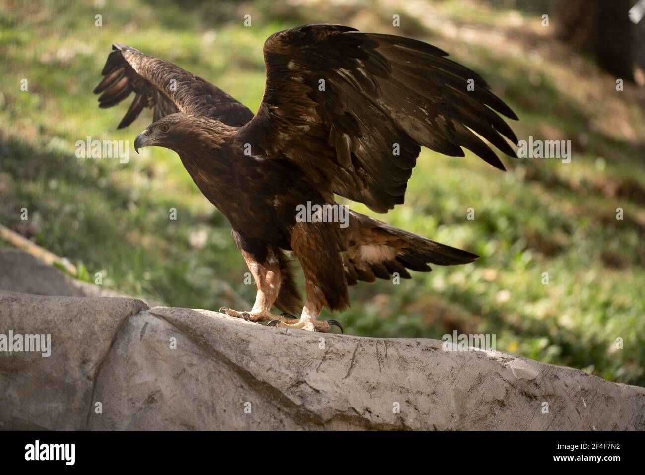 Goldener Adler (Aquila chrysaetos) im Tierpark Molló Parc (Ripollès, Katalonien, Spanien, Pyrenäen) ESP: Águila real en un parque de animales Stockfoto