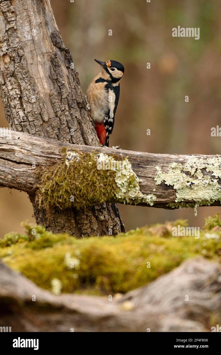 Buntspecht (Dendrocoptes major) fotografiert von einem Wildbeobachtungsversteck in Spanien im Aran-Tal (Pyrenäen, Katalonien, Spanien) Stockfoto