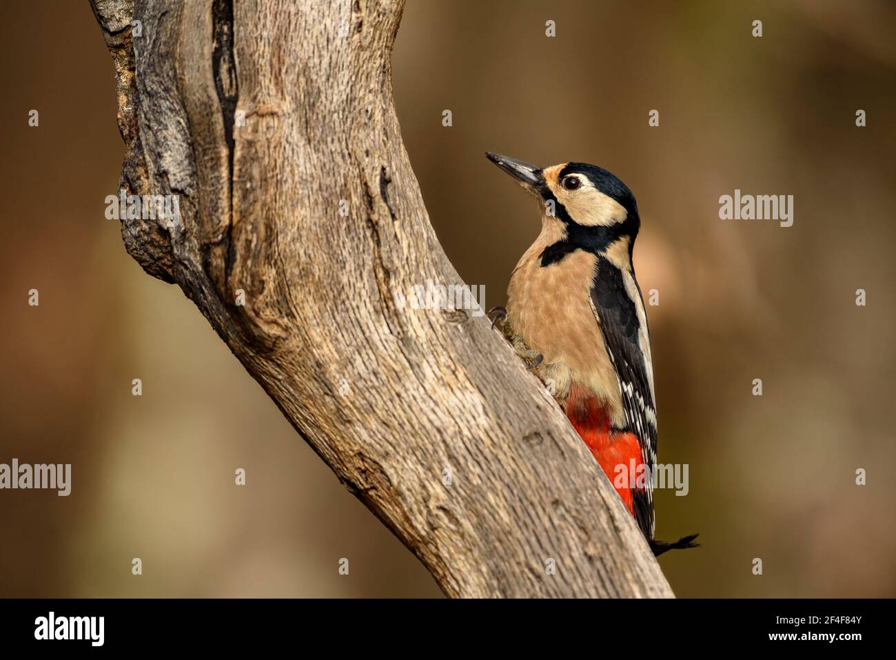 Buntspecht (Dendrocoptes major) fotografiert von einem Wildbeobachtungsversteck in Spanien im Aran-Tal (Pyrenäen, Katalonien, Spanien) Stockfoto
