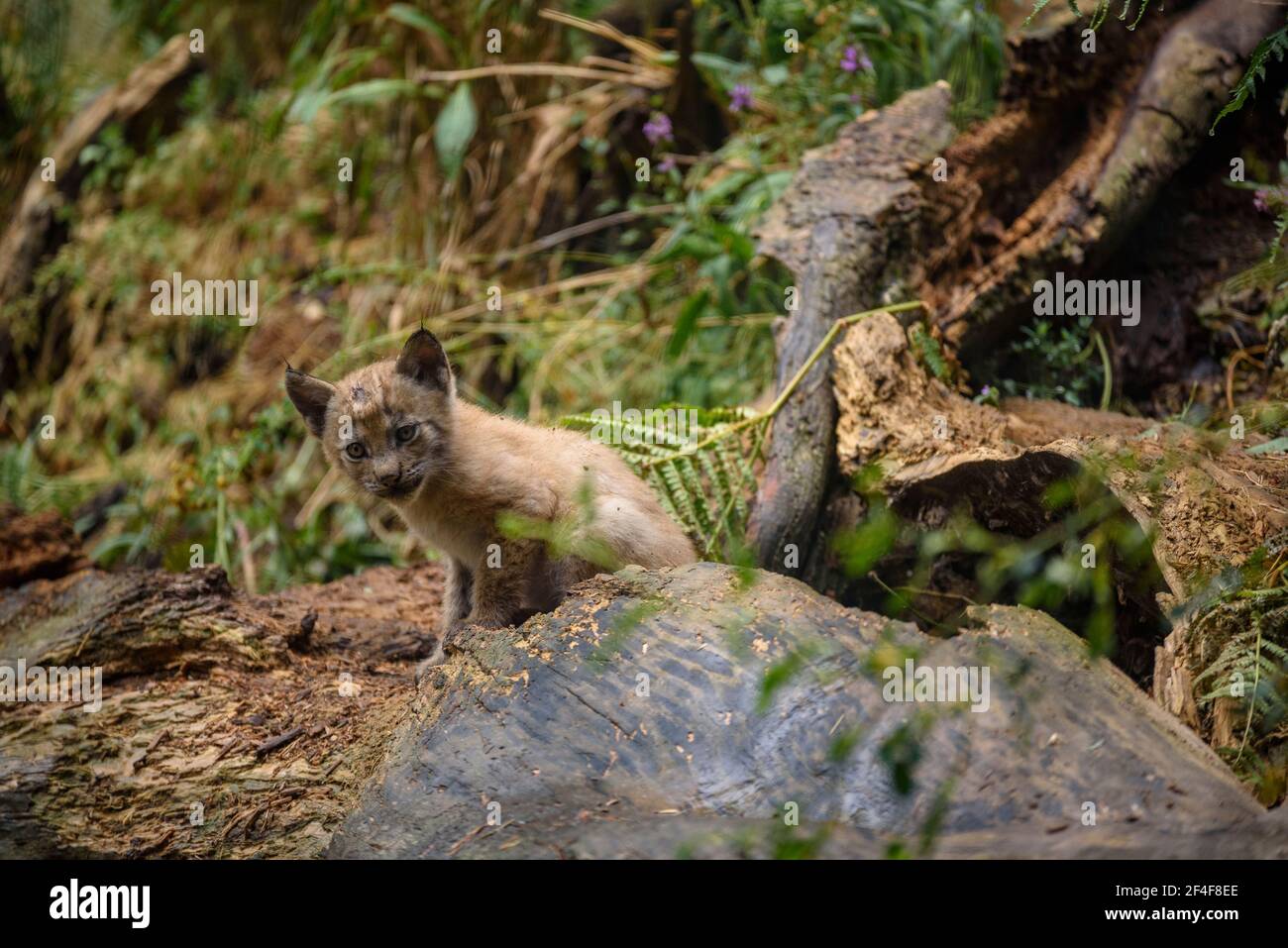 Lynx (Lynx Pardinus) im Tierpark MónNatura Pirineus (Pallars Sobirà, Katalonien, Spanien, Pyrenäen) ESP: Lince en un parque de animales (España) Stockfoto
