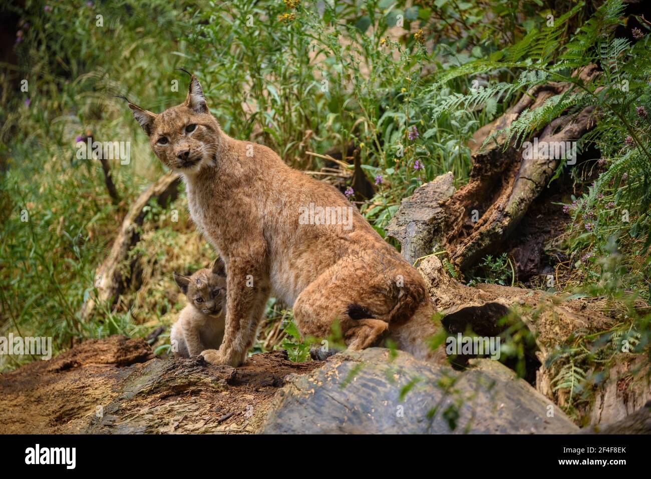 Lynx (Lynx Pardinus) im Tierpark MónNatura Pirineus (Pallars Sobirà, Katalonien, Spanien, Pyrenäen) ESP: Lince en un parque de animales (España) Stockfoto