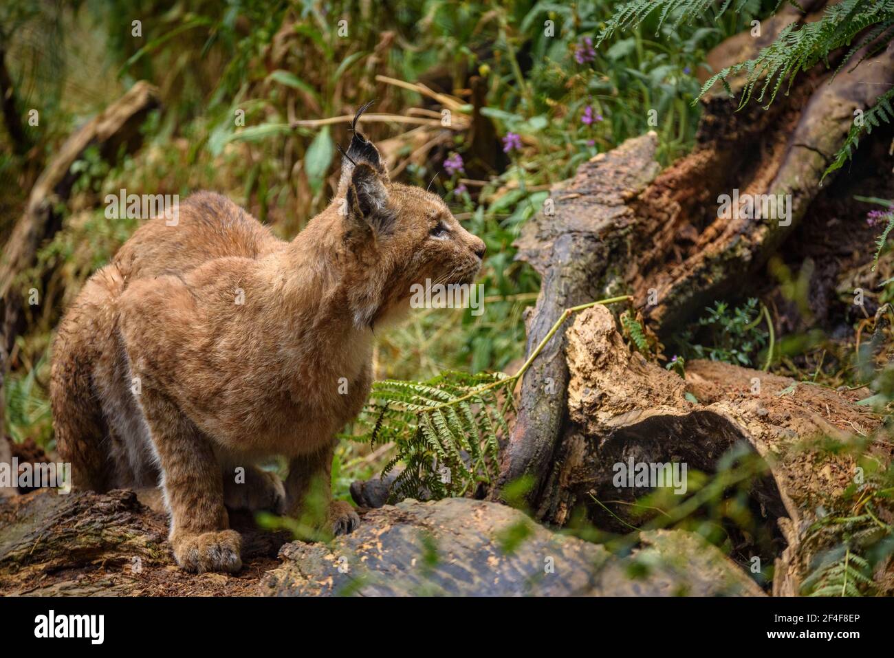 Lynx (Lynx Pardinus) im Tierpark MónNatura Pirineus (Pallars Sobirà, Katalonien, Spanien, Pyrenäen) ESP: Lince en un parque de animales (España) Stockfoto