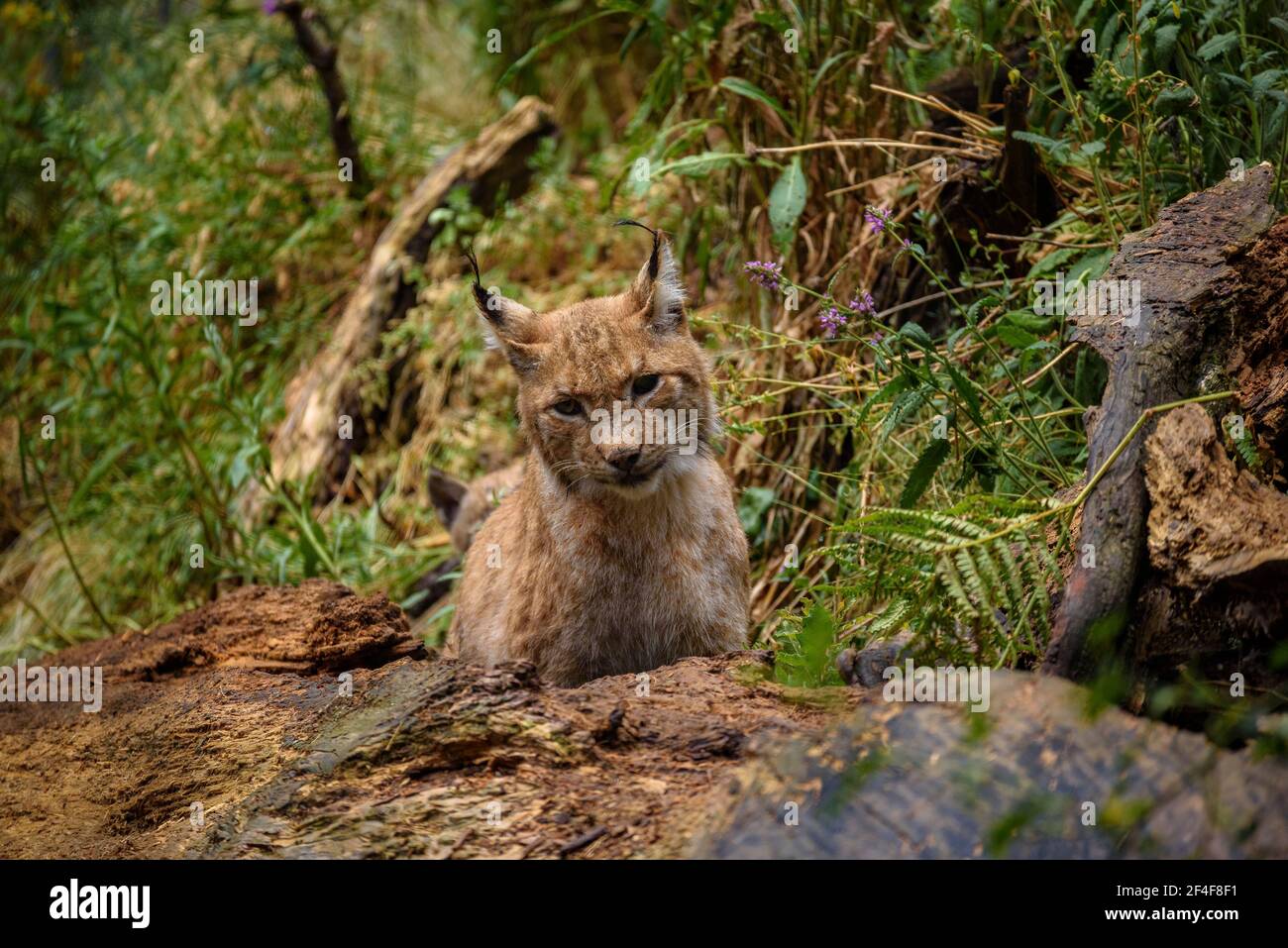 Lynx (Lynx Pardinus) im Tierpark MónNatura Pirineus (Pallars Sobirà, Katalonien, Spanien, Pyrenäen) ESP: Lince en un parque de animales (España) Stockfoto