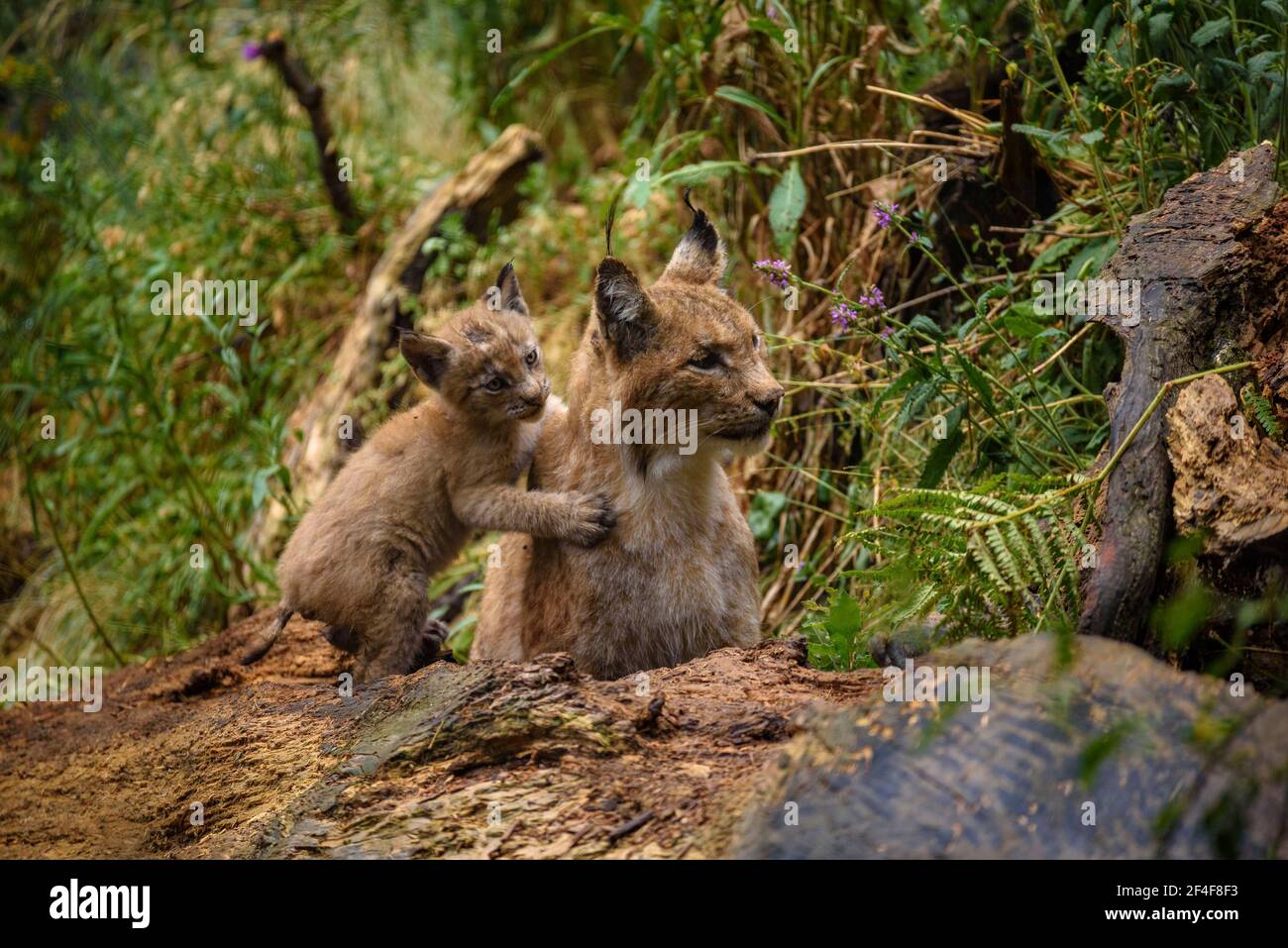 Lynx (Lynx Pardinus) im Tierpark MónNatura Pirineus (Pallars Sobirà, Katalonien, Spanien, Pyrenäen) ESP: Lince en un parque de animales (España) Stockfoto