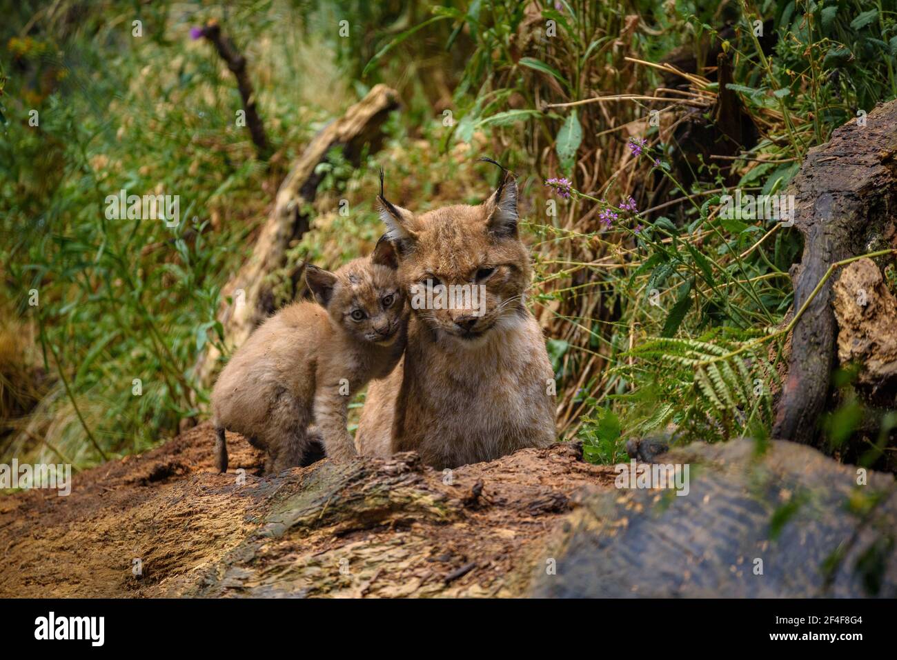 Lynx (Lynx Pardinus) im Tierpark MónNatura Pirineus (Pallars Sobirà, Katalonien, Spanien, Pyrenäen) ESP: Lince en un parque de animales (España) Stockfoto