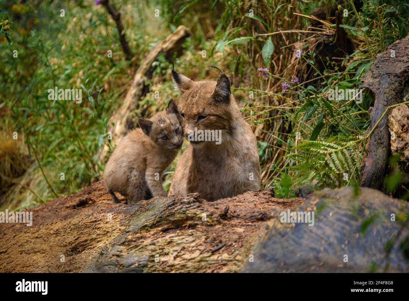 Lynx (Lynx Pardinus) im Tierpark MónNatura Pirineus (Pallars Sobirà, Katalonien, Spanien, Pyrenäen) ESP: Lince en un parque de animales (España) Stockfoto