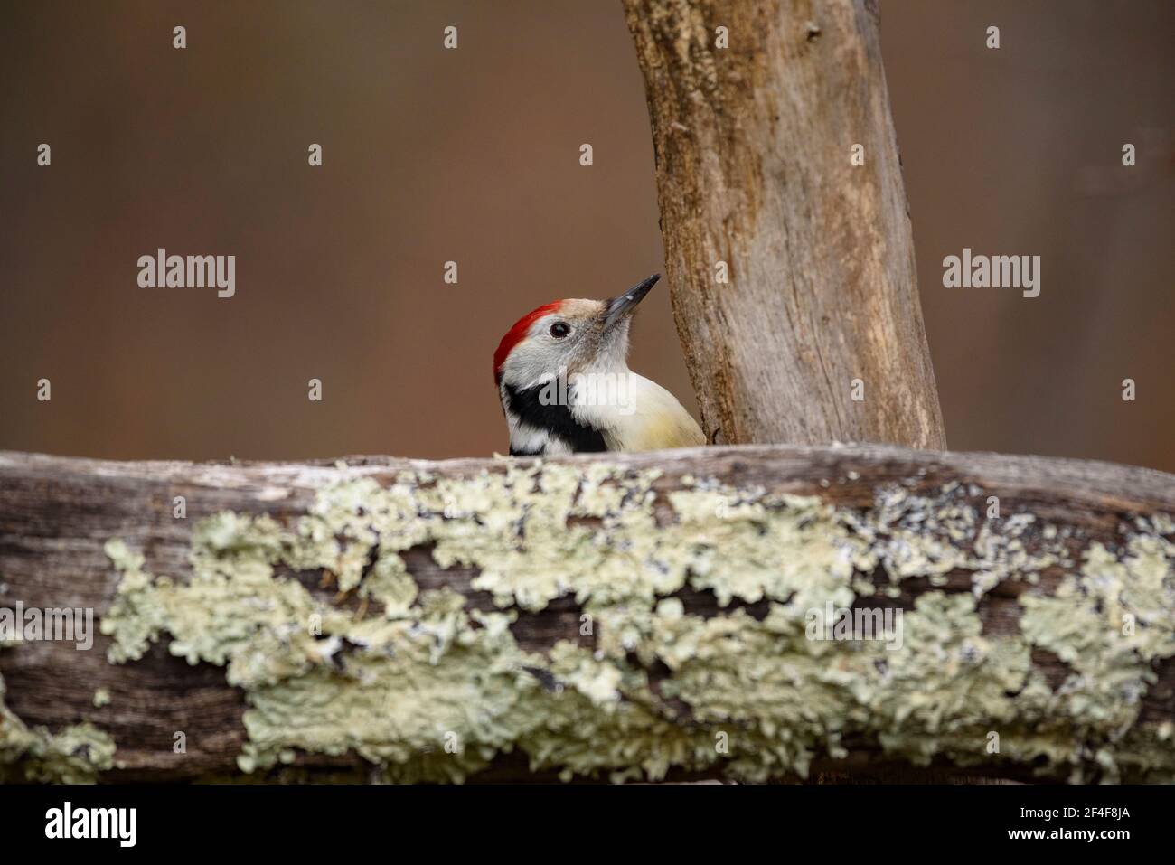 Mittelfleckspecht (Dendrocoptes medius) fotografiert von einem Wildbeobachtungsversteck in Spanien im Aran-Tal (Pyrenäen, Katalonien, Spanien) Stockfoto