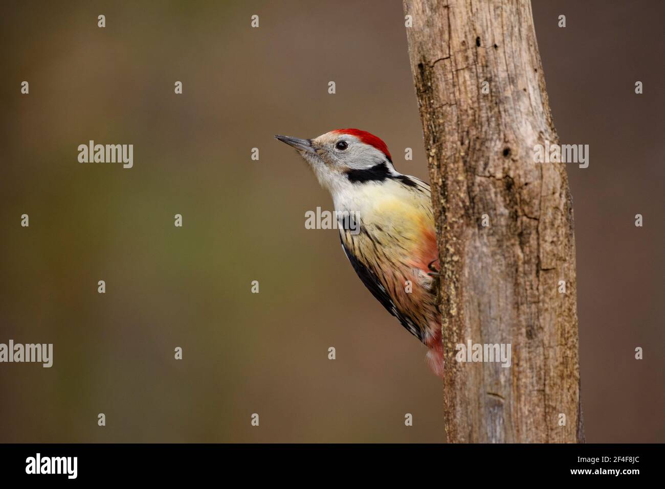 Mittelfleckspecht (Dendrocoptes medius) fotografiert von einem Wildbeobachtungsversteck in Spanien im Aran-Tal (Pyrenäen, Katalonien, Spanien) Stockfoto