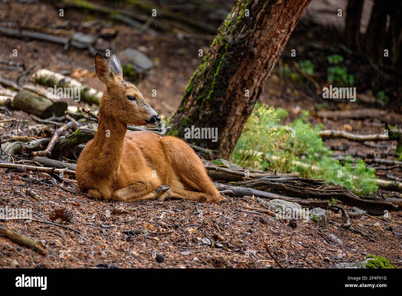 Rehe (Capreolus capreolus) im Tierpark MónNatura Pirineus (Pallars Sobirà, Katalonien, Spanien, Pyrenäen) ESP: Corzo en un parque de animales Stockfoto