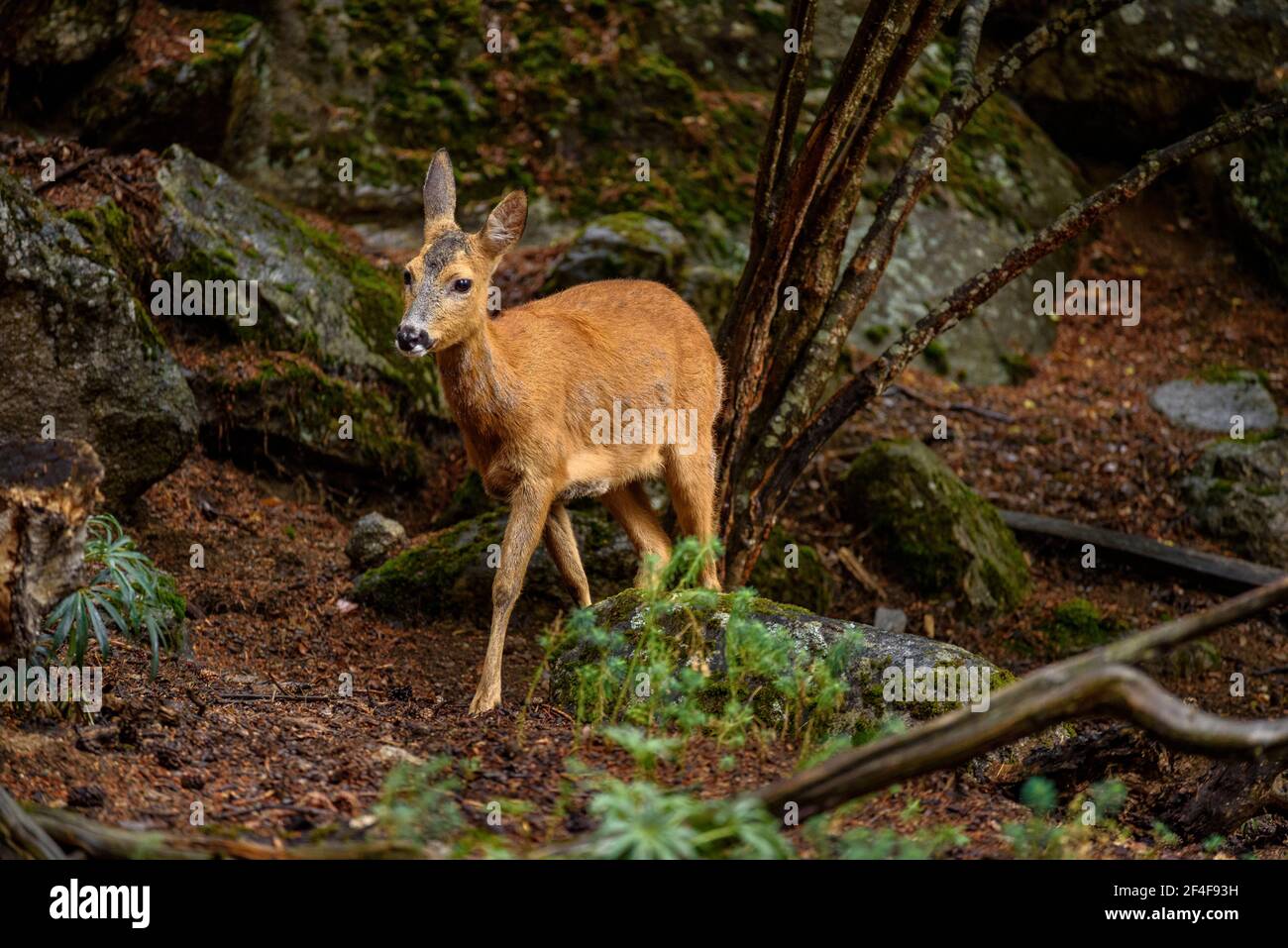 Rehe (Capreolus capreolus) im Tierpark MónNatura Pirineus (Pallars Sobirà, Katalonien, Spanien, Pyrenäen) ESP: Corzo en un parque de animales Stockfoto