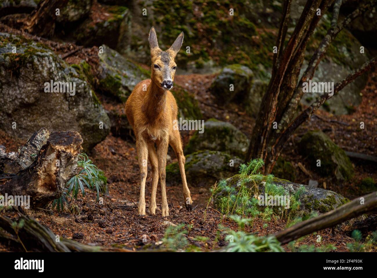 Rehe (Capreolus capreolus) im Tierpark MónNatura Pirineus (Pallars Sobirà, Katalonien, Spanien, Pyrenäen) ESP: Corzo en un parque de animales Stockfoto