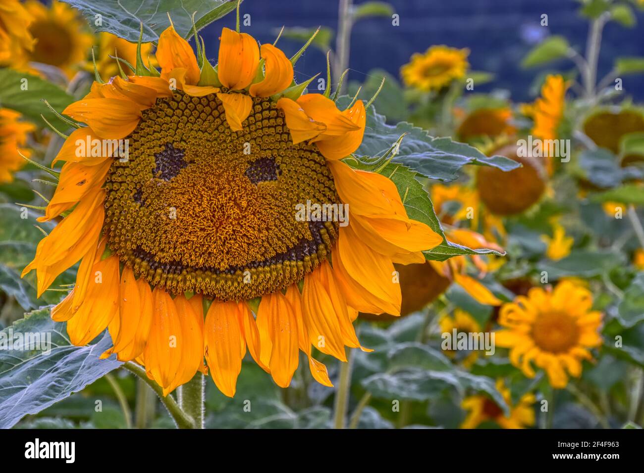 Augengross Stockfotos Und Bilder Kaufen Alamy