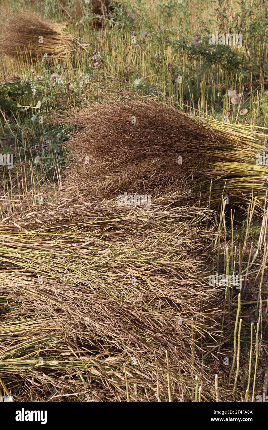 Reife Senfbestände auf fest für die Ernte Stockfoto