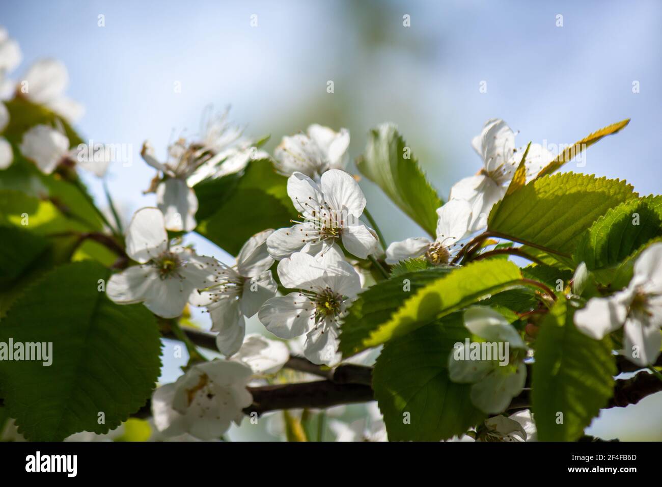 Frische Frühlingsbirnenblüte mit selektivem Fokus und verschwommenem Hintergrund Stockfoto