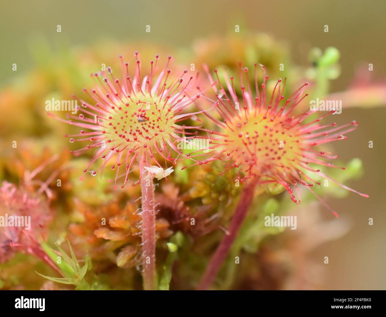 Nahaufnahme von den Blättern der Rundblättrigen Sonnentaube Drosera rotundifolia Stockfoto