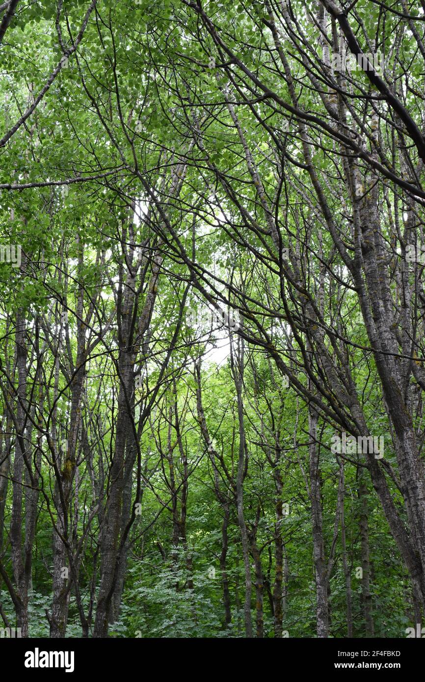 Dichter Wald von grünen Laubbäumen Stockfoto