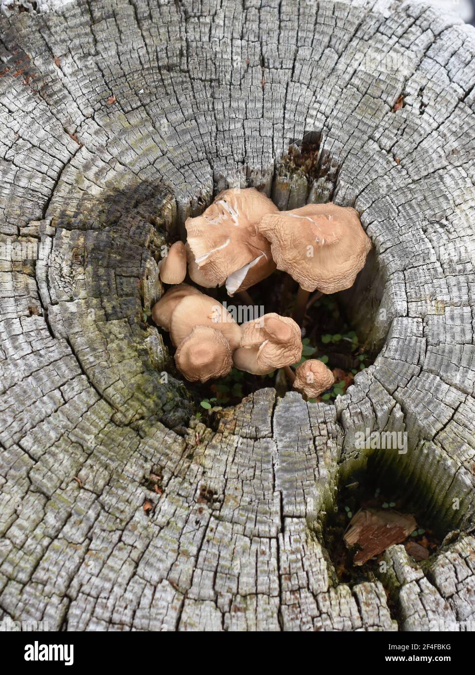 Pilz wächst in einem Loch in einem verfaulten Stub Stockfoto