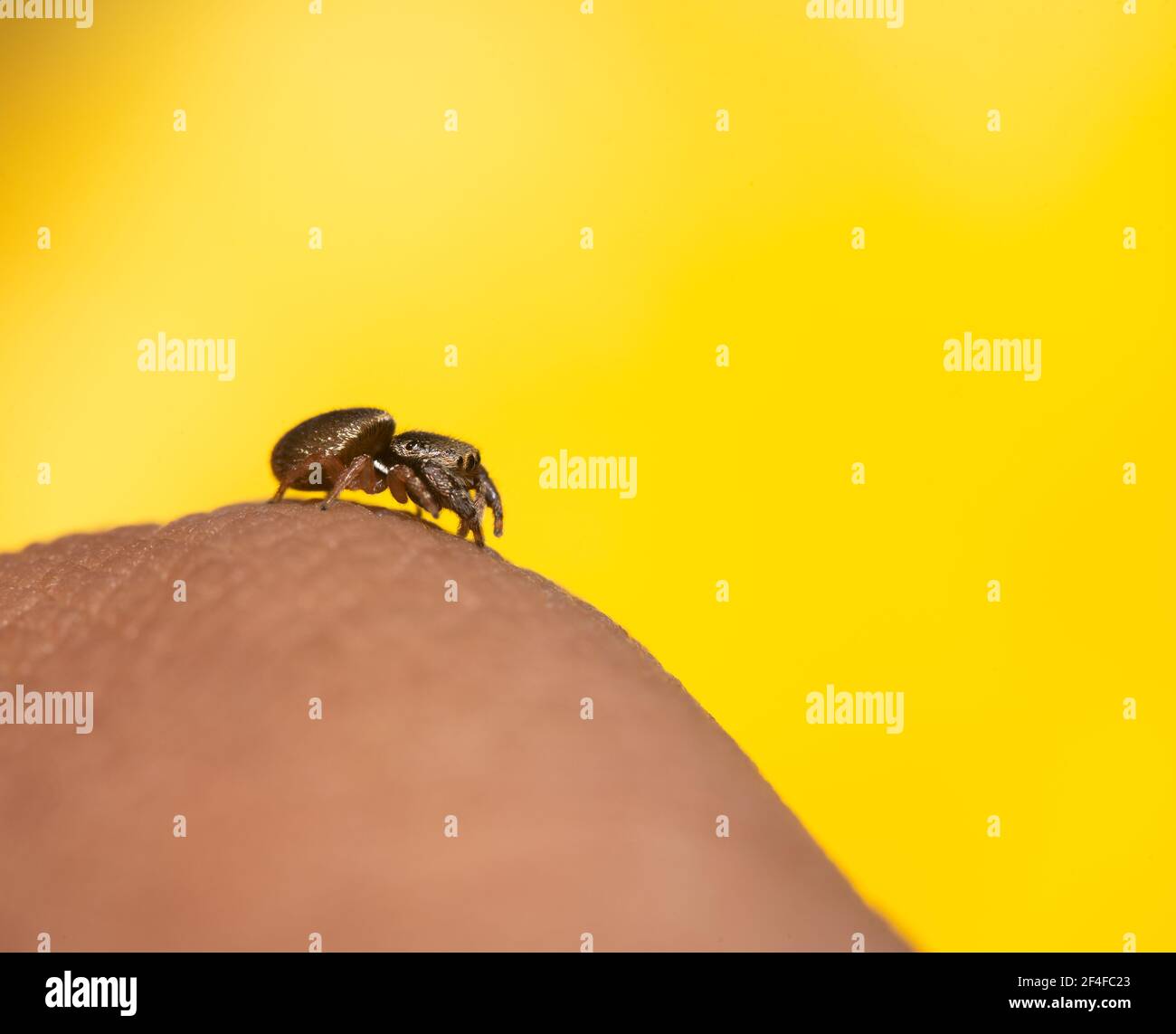 Springende Spinne kriecht einen Finger hinunter Stockfoto