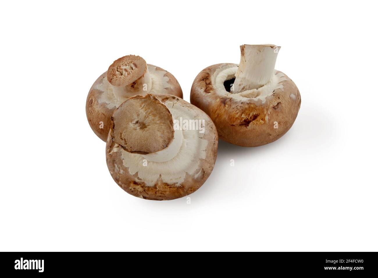 Braune Champignons oder portobello-Pilze isoliert auf Weiß. Stockfoto