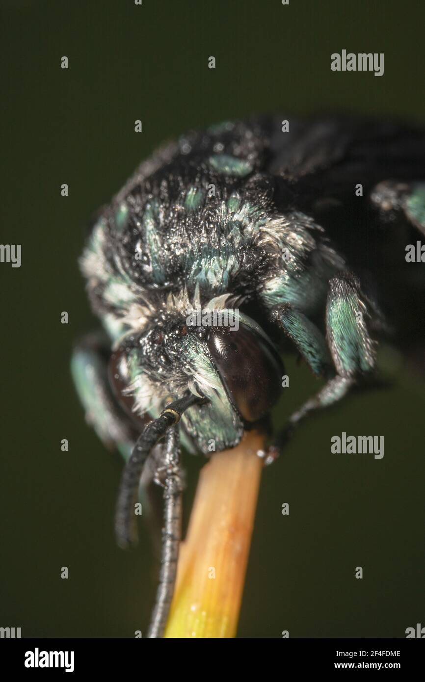 Pelzige und großäugige australische gebürtige Neon Kuckuckbiene mit Spitzen Antennen auf einem Stick Stockfoto