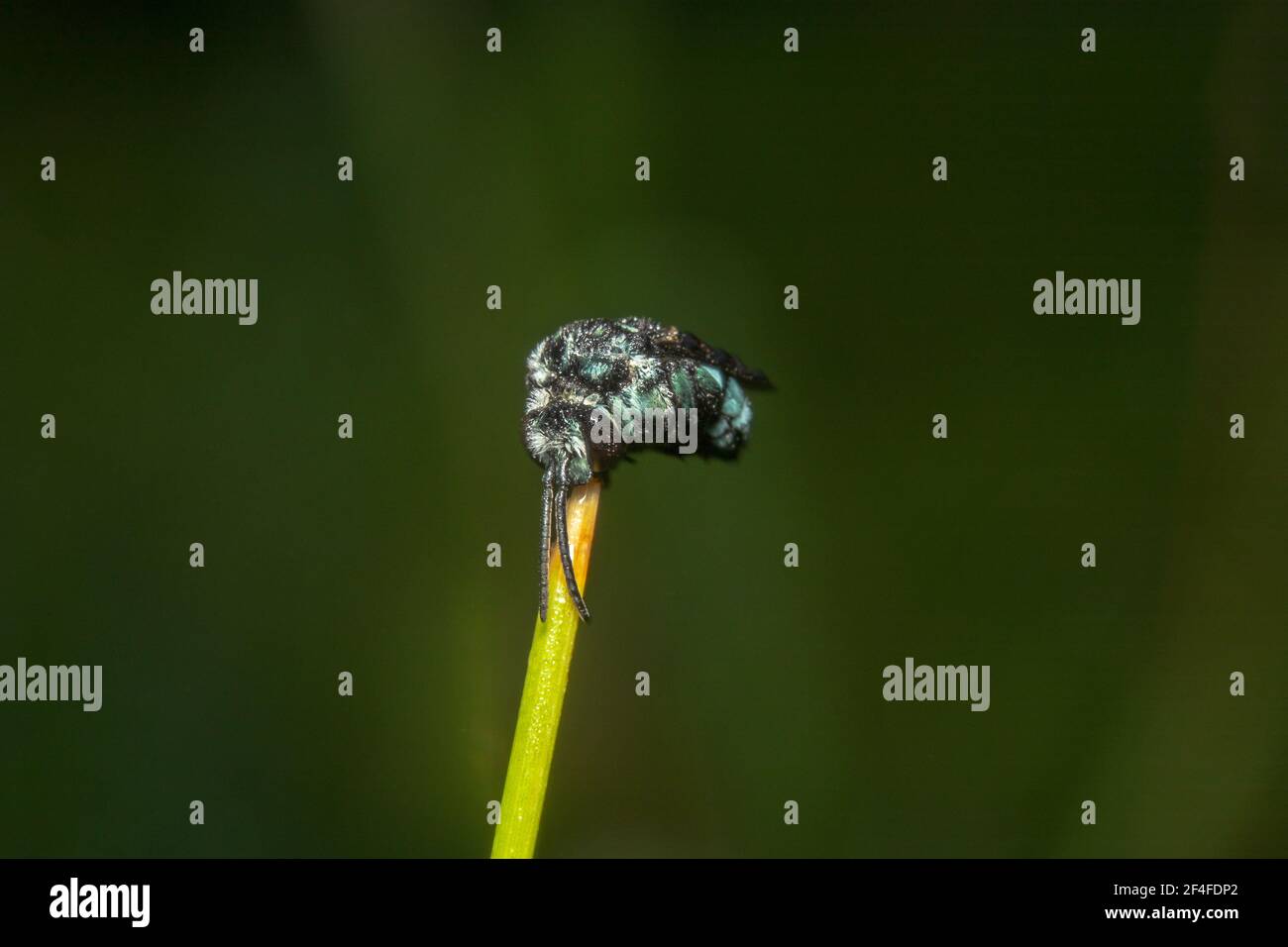 Australischer gebürtiger Neon Kuckuckbiene weit weg Ganzkörperaufnahme Stockfoto