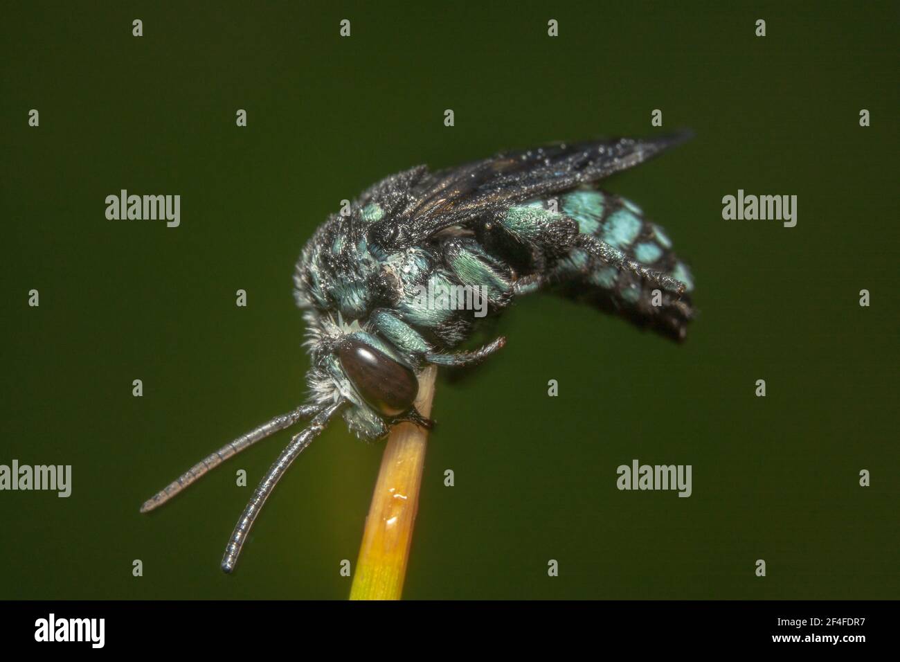 Australische einheimische Neon Kuckuckbiene mit spitzen Antennen auf einem Stick Stockfoto
