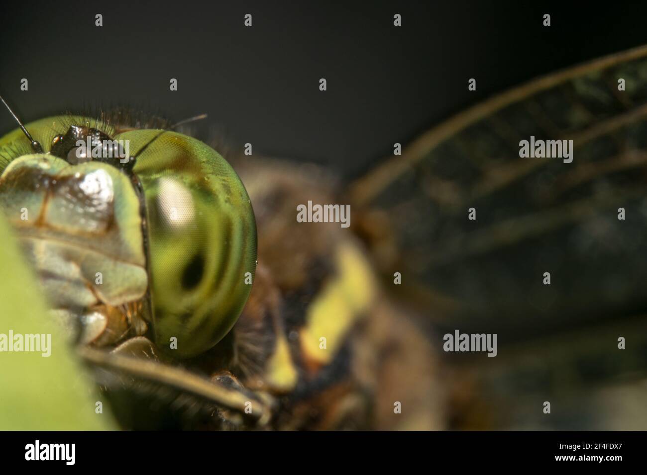 Große grüne Augen und riesige Flügel einer Libelle Stockfoto