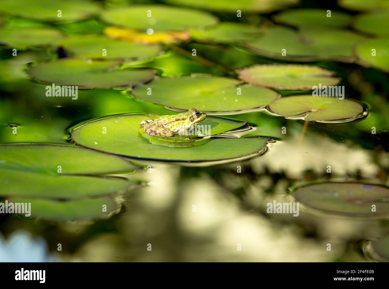 Frosch auf dem Teich. Der Frosch sonnt sich auf einem Lotusblatt in der Sonne. Stockfoto