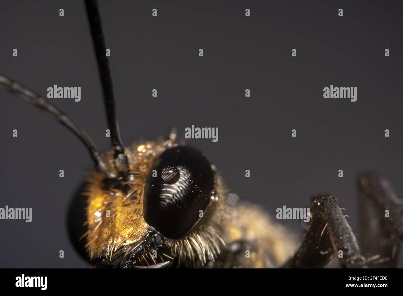 Goldgräber/orangefarbene Wespe Sphex ichneumoneus Nahaufnahme Stockfoto