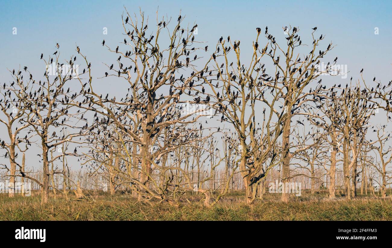 Große Kormorane (Phalacrocorax carbo), Vogelkolonie in nackten Bäumen, Barschbaum, Mecklenburg-Vorpommern, Deutschland Stockfoto