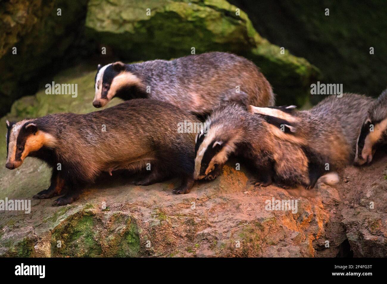 Europäischer Dachs (Meles meles), Dachsfamilie mit drei Jungen, Bayern, Deutschland Stockfoto