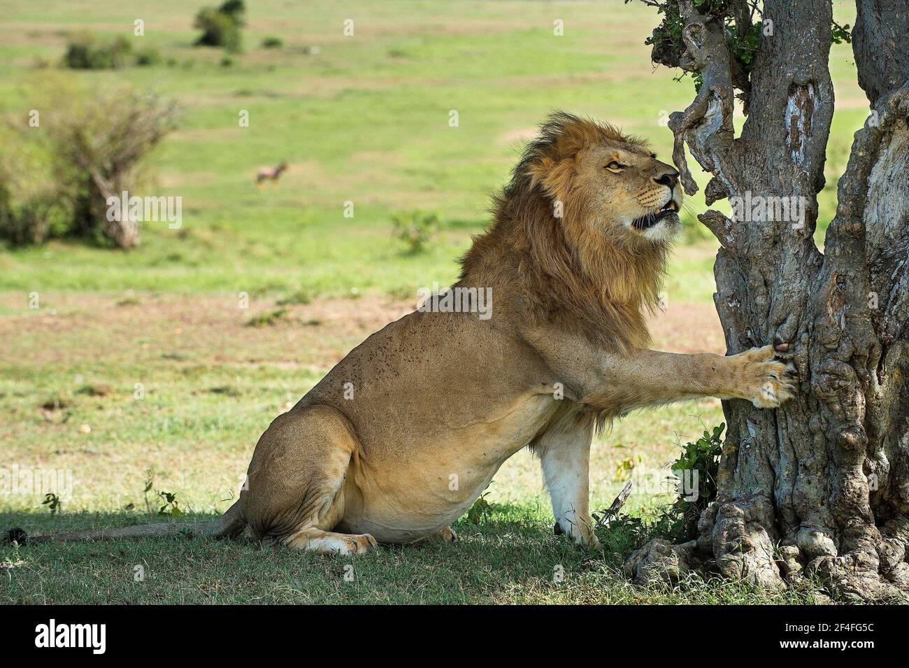 Löwe (Panthera leo), Männchen berührt einen Baum, Masai Mara, Kenia Stockfoto