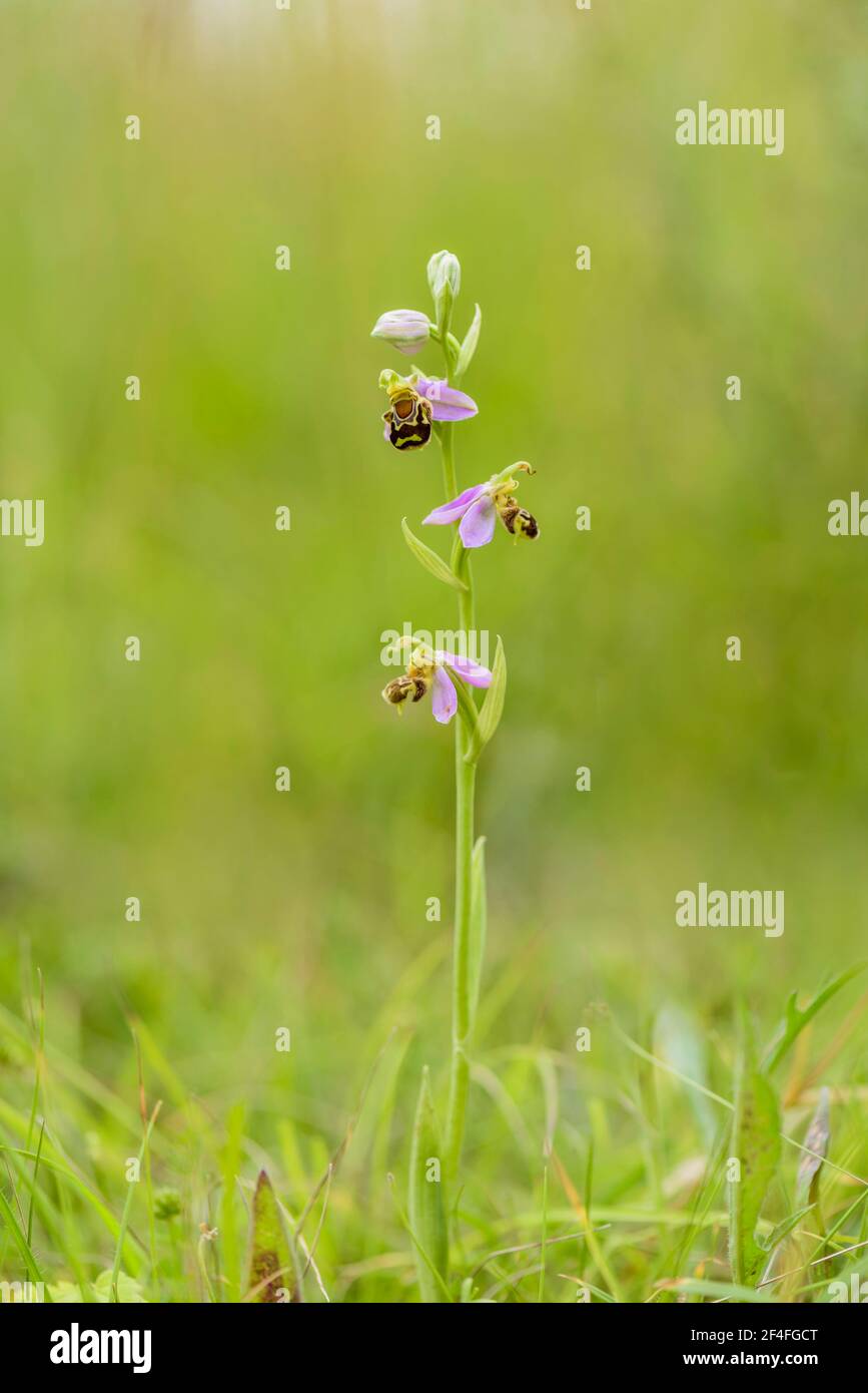 Bienenragkraut (Ophrys apifera), Niedersachsen, Deutschland Stockfoto