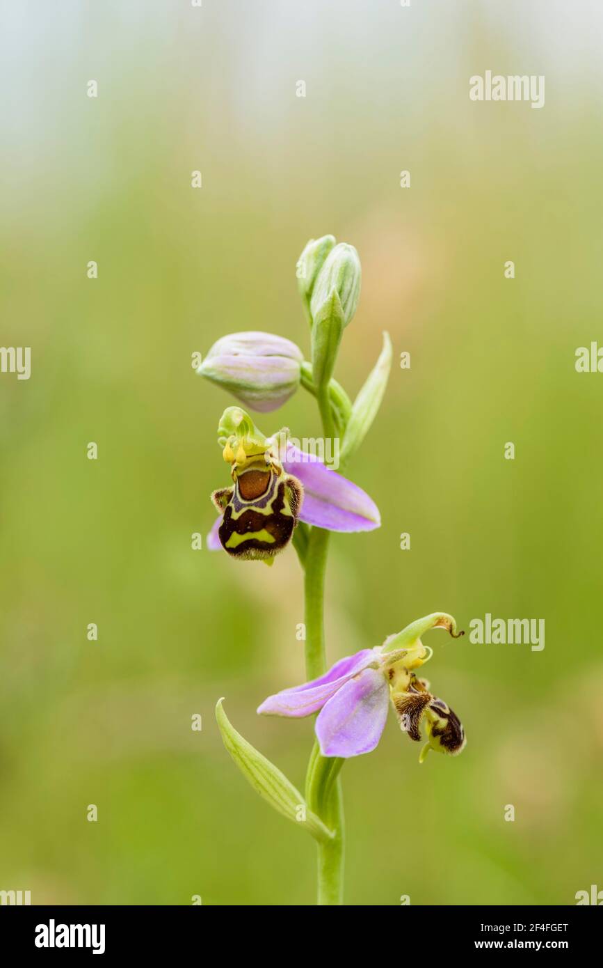 Bienenragkraut (Ophrys apifera), Niedersachsen, Deutschland Stockfoto