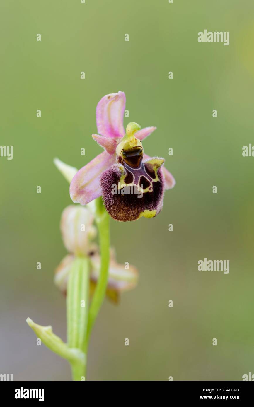 Medea Ragwort, Istrien (Ophrys medea), Kroatien Stockfoto