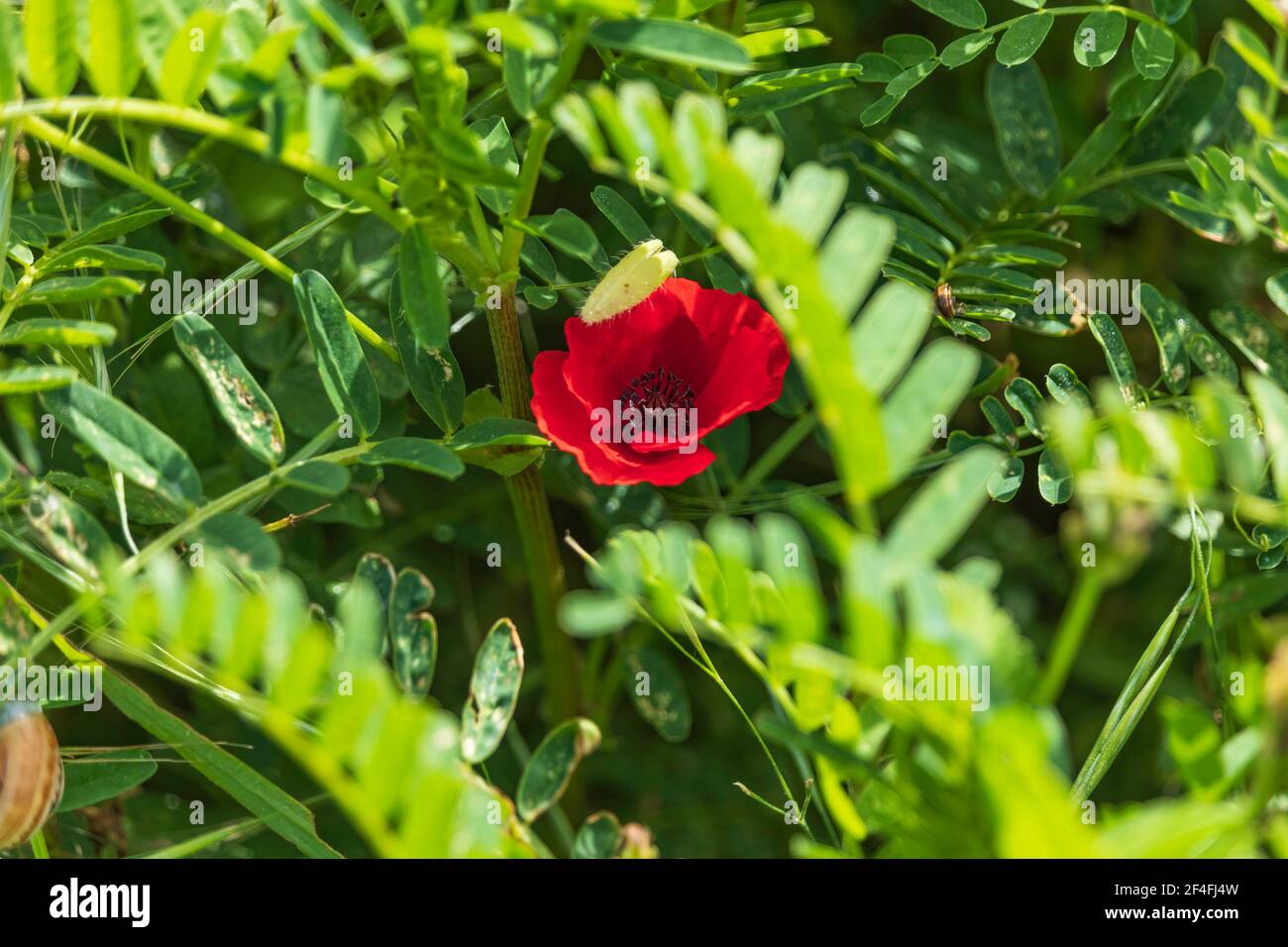 Frische rote Mohnblume zwischen grünem Gras aus nächster Nähe Stockfoto