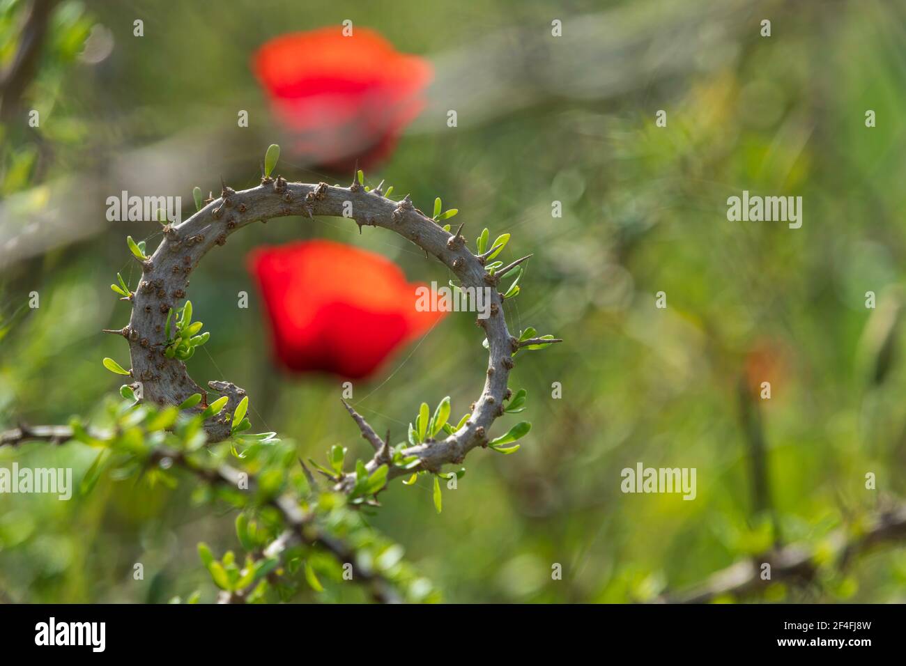 Verschwommene rote Mohnblume durch Dornenzweig Ring Nahaufnahme Stockfoto