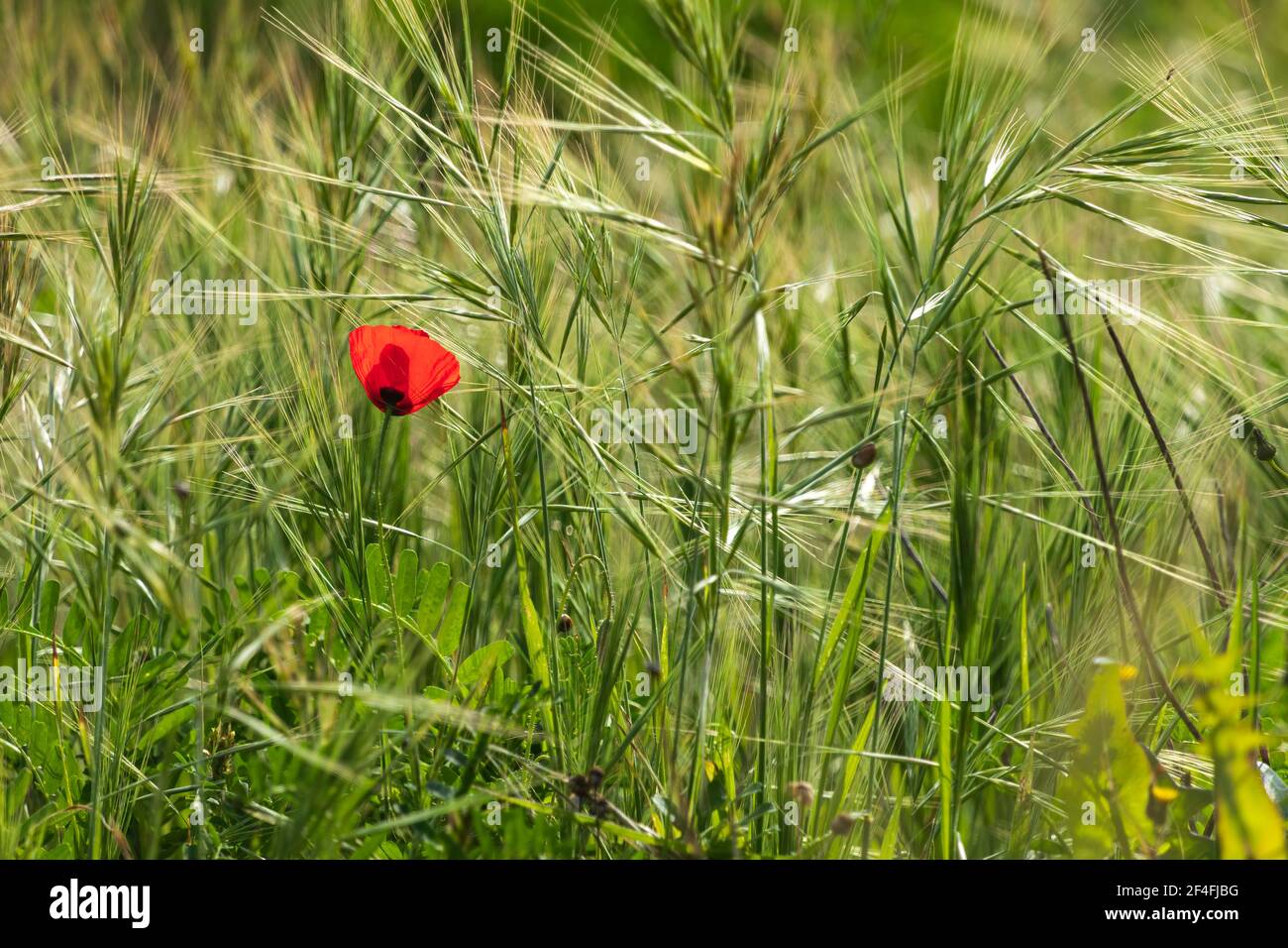 Frische rote Mohnblume zwischen grünem Gras aus nächster Nähe Stockfoto