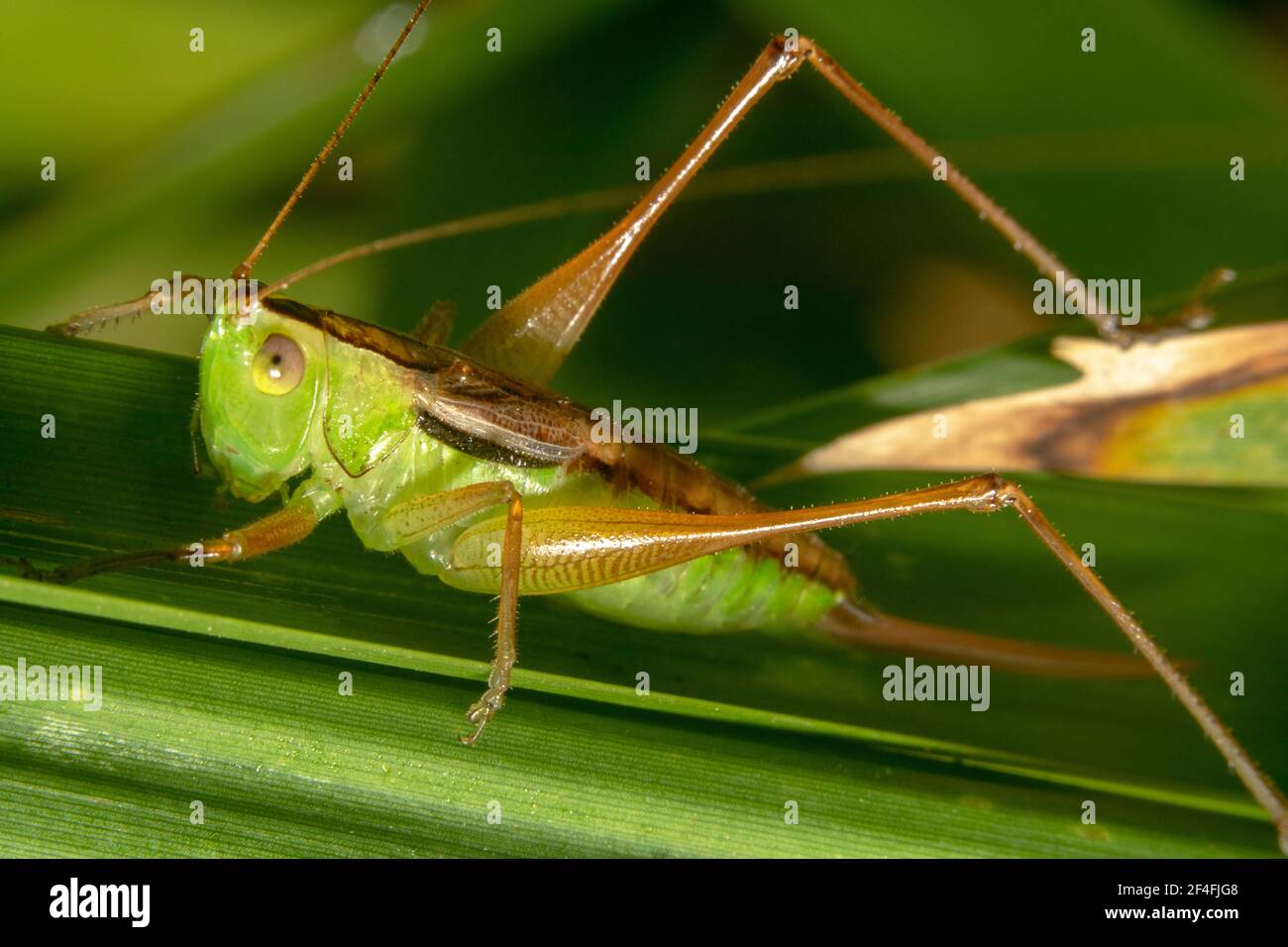 Orangefarbenes Bein und grüne Heuschrecke Stockfoto