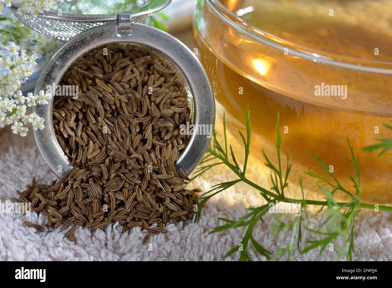 Kümmel (Carum carvi), Kümmel-Samen-Tee Stockfoto