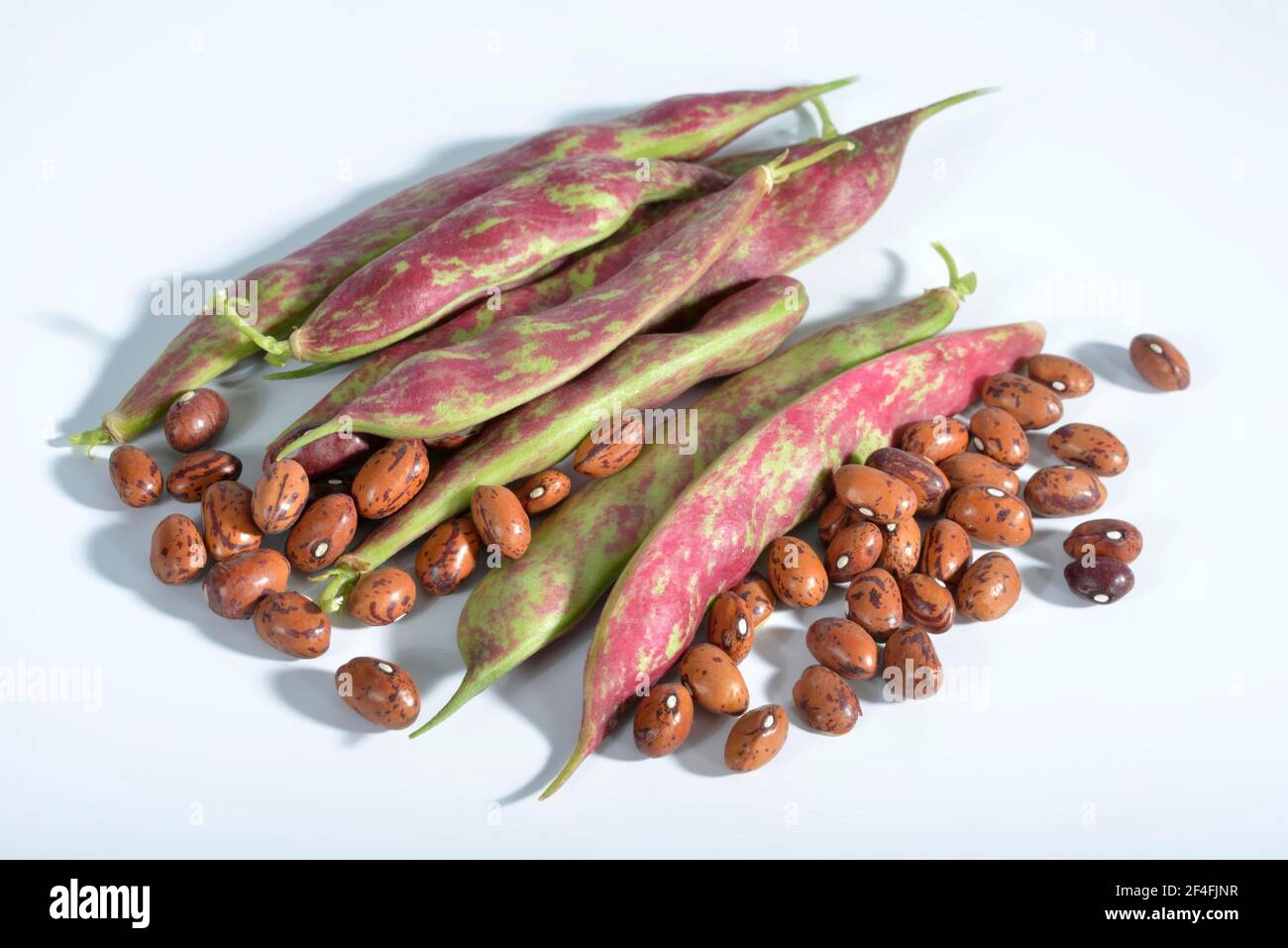 Bohnen, Phaseolus vulgaris nanus (Phaseolus vulgaris nanus) Stockfoto