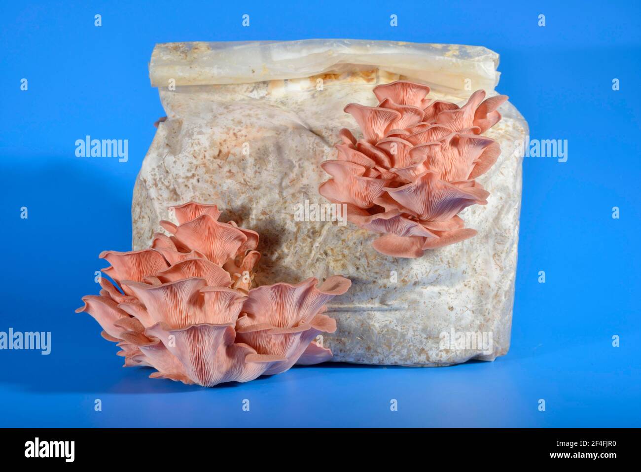 Rosa Austernpilz, gewöhnlicher rosa Austernpilz (Pleurotus salmoneo stramineus) (Pleurotus djamor) Stockfoto