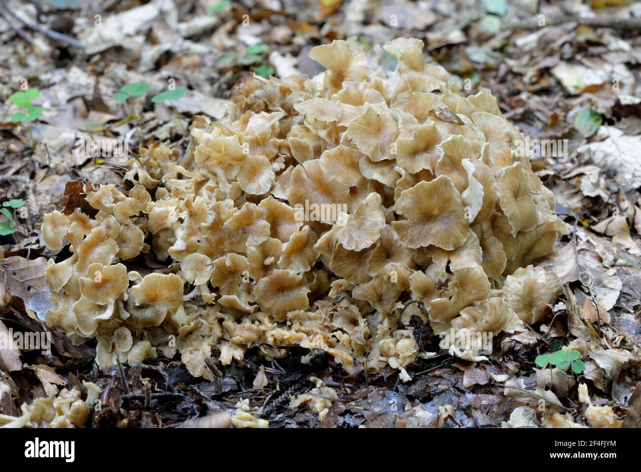 Klumpige Klammer (Dendropolyporus umbellatus) Stockfoto