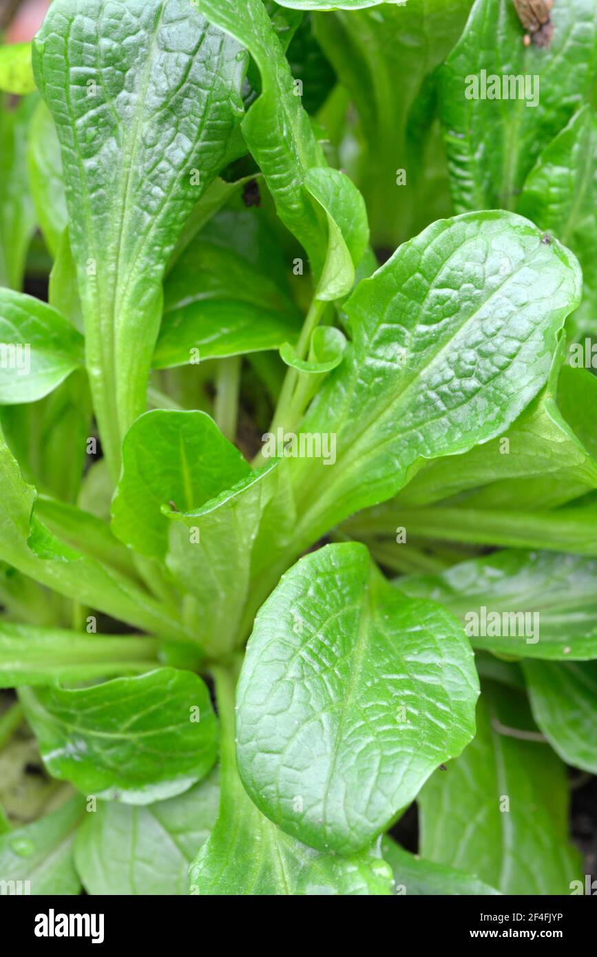 Salat, Mache, Lammsalat (Valerianella locusta), Maissalat Stockfoto