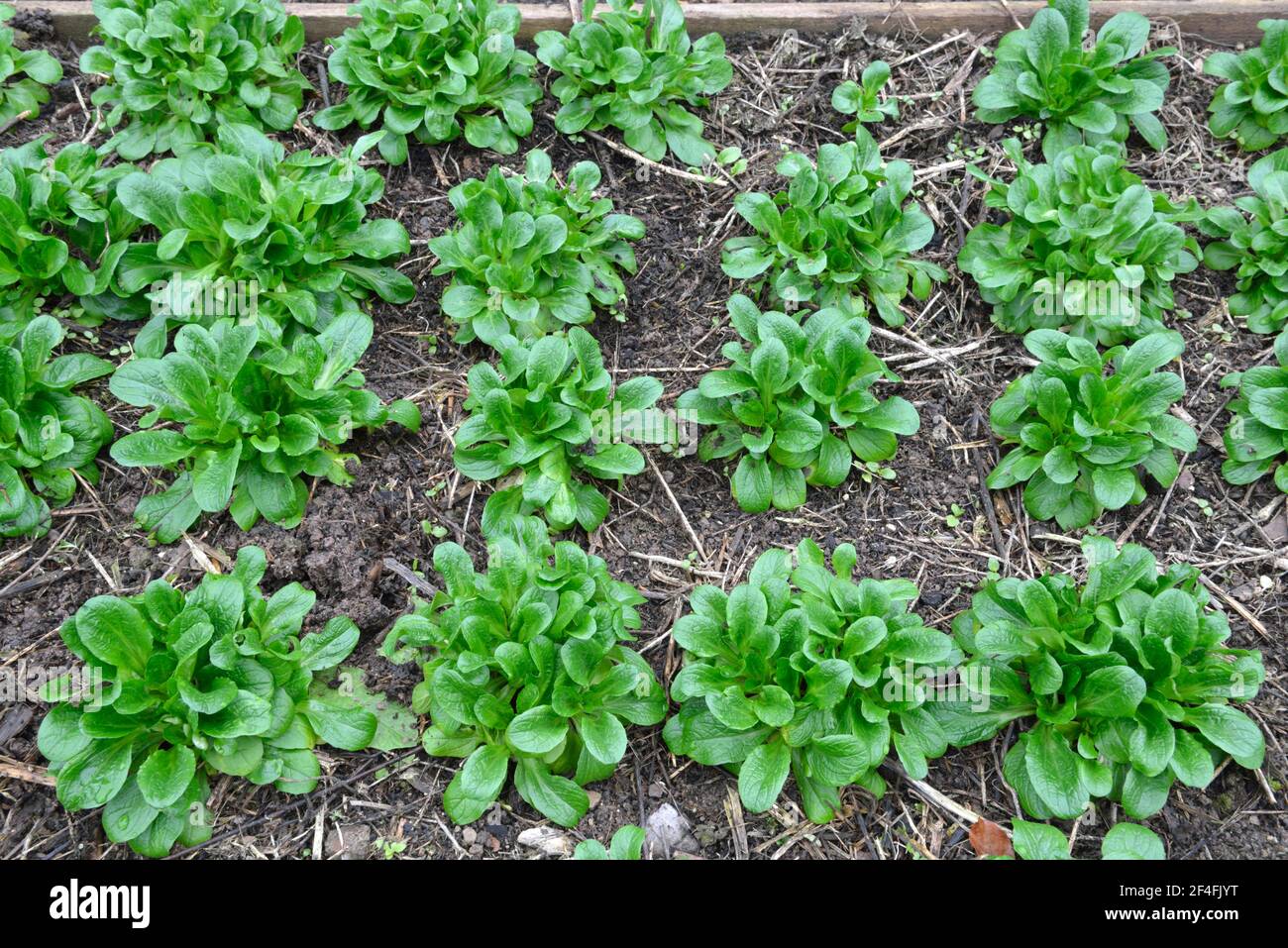 Salat, Mache, Lammsalat (Valerianella locusta), Maissalat Stockfoto